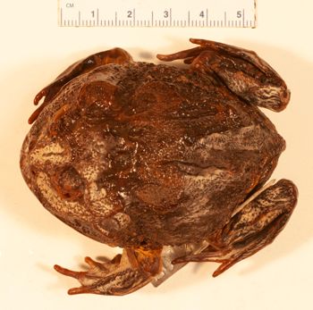 Media type: image;   Herpetology A-2012